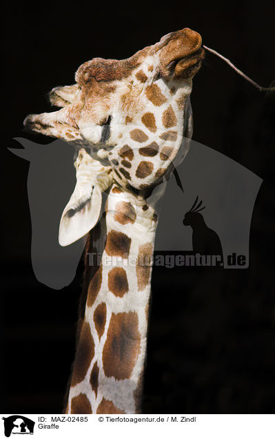 Giraffe / MAZ-02485