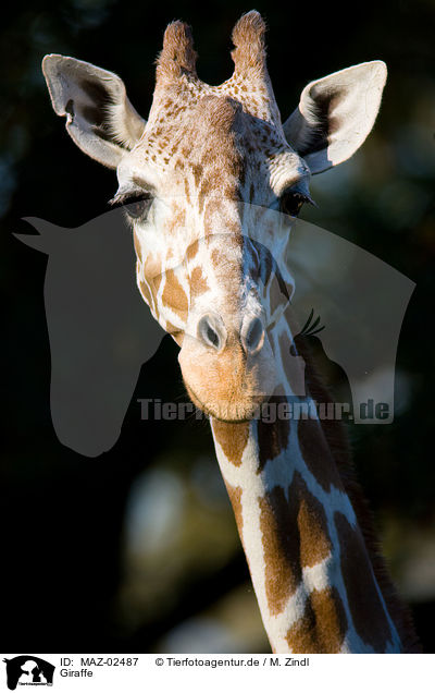 Giraffe / Giraffe / MAZ-02487