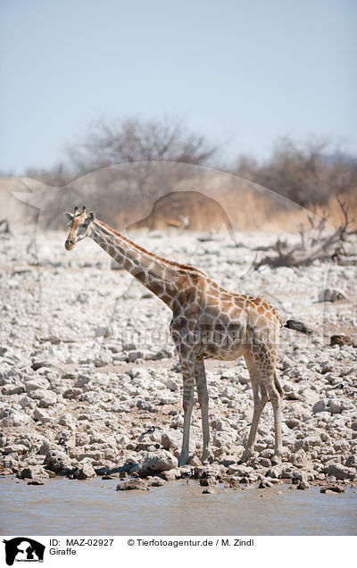 Giraffe / Giraffe / MAZ-02927