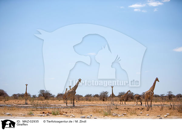 Giraffen / giraffes / MAZ-02935