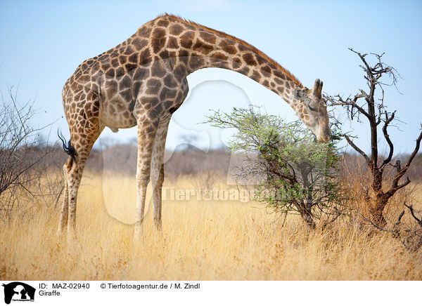 Giraffe / Giraffe / MAZ-02940