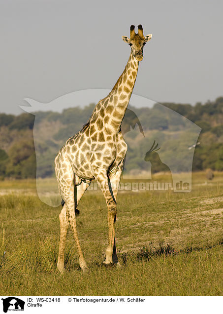 Giraffe / Giraffe / WS-03418
