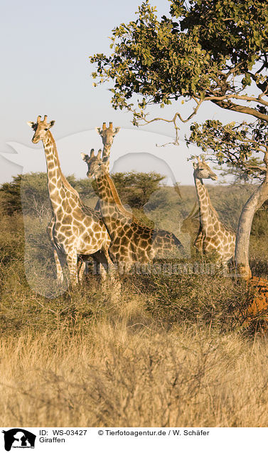 Giraffen / giraffes / WS-03427