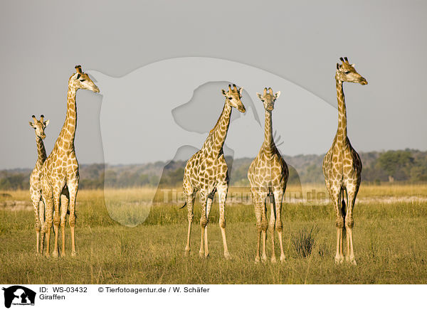 Giraffen / giraffes / WS-03432