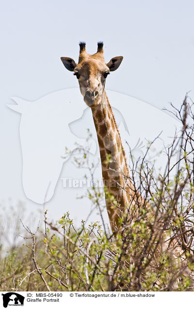 Giraffe Portrait / Giraffe Portrait / MBS-05490