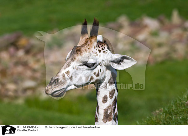 Giraffe Portrait / Giraffe Portrait / MBS-05495
