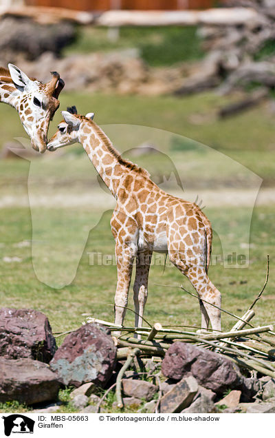 Giraffen / giraffes / MBS-05663