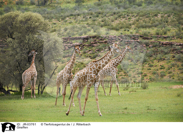 Giraffen / Giraffes / JR-03761
