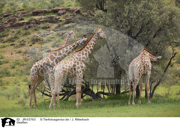 Giraffen / Giraffes / JR-03763