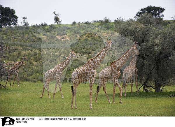 Giraffen / Giraffes / JR-03765