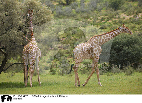 Giraffen / Giraffes / JR-03770