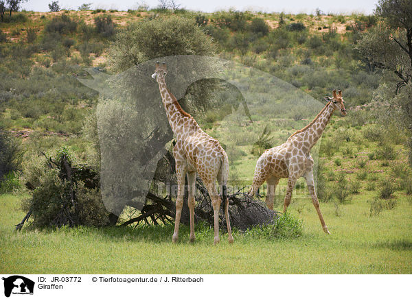 Giraffen / Giraffes / JR-03772