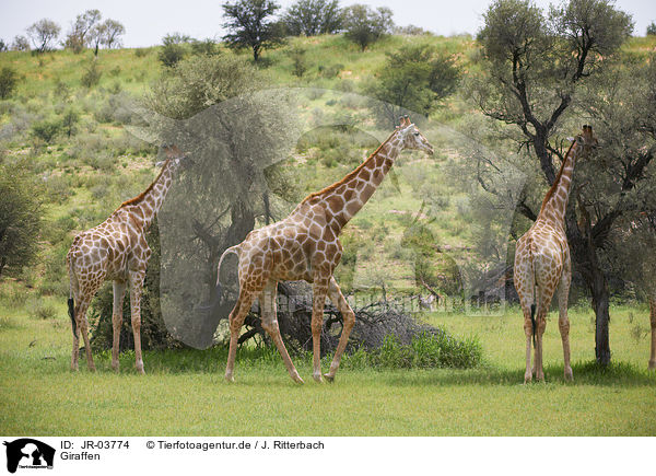 Giraffen / JR-03774