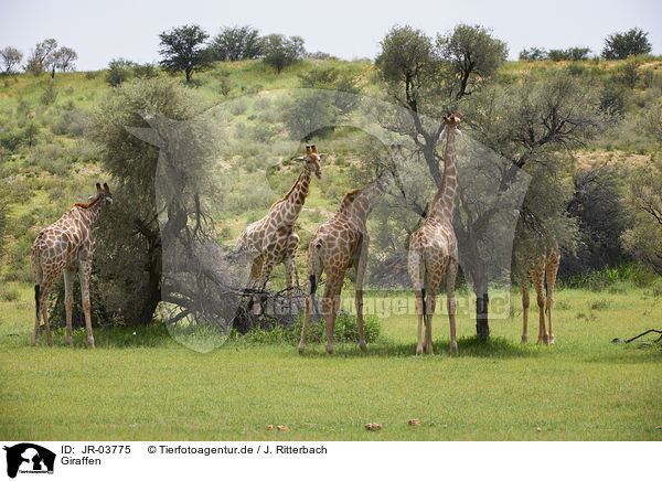 Giraffen / Giraffes / JR-03775
