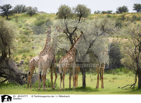 Giraffen / Giraffes / JR-03777