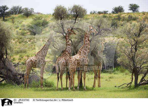 Giraffen / JR-03780