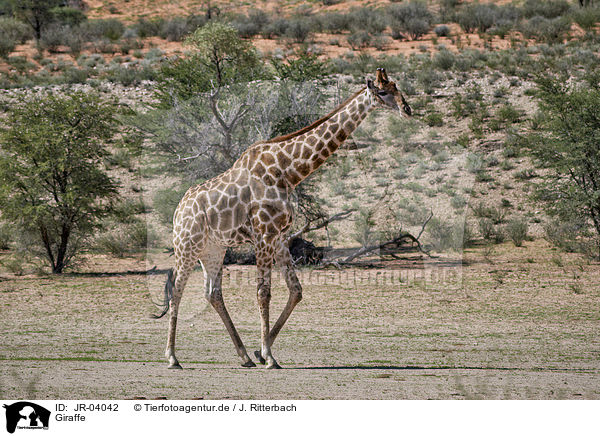 Giraffe / JR-04042