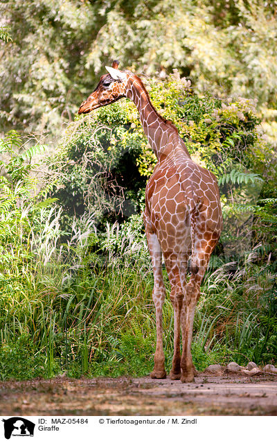 Giraffe / Giraffe / MAZ-05484
