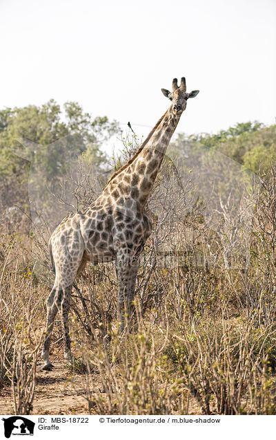 Giraffe / Giraffe / MBS-18722