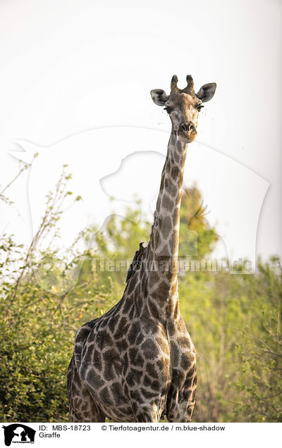 Giraffe / MBS-18723
