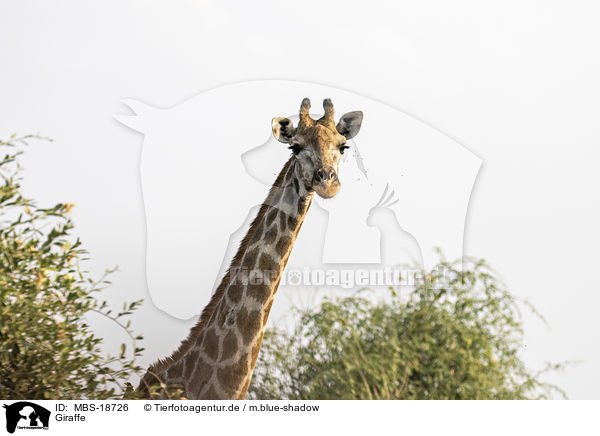 Giraffe / MBS-18726