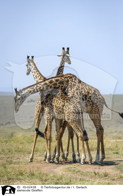 stehende Giraffen / IG-02438