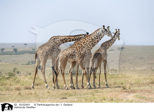 stehende Giraffen / IG-02441