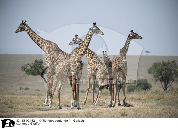 stehende Giraffen / IG-02442