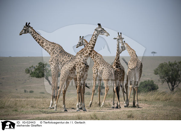 stehende Giraffen / IG-02443