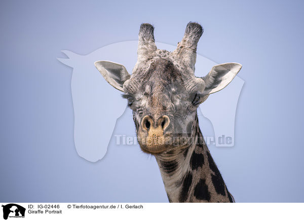 Giraffe Portrait / IG-02446