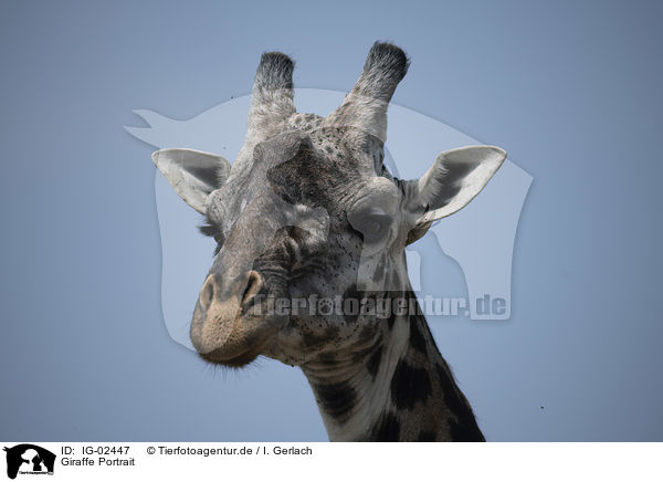 Giraffe Portrait / IG-02447