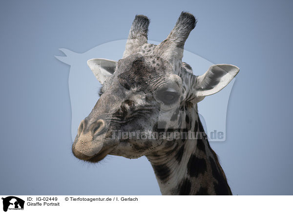 Giraffe Portrait / IG-02449