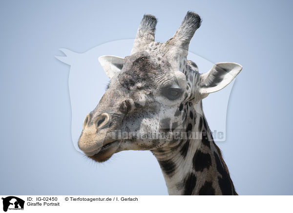 Giraffe Portrait / IG-02450