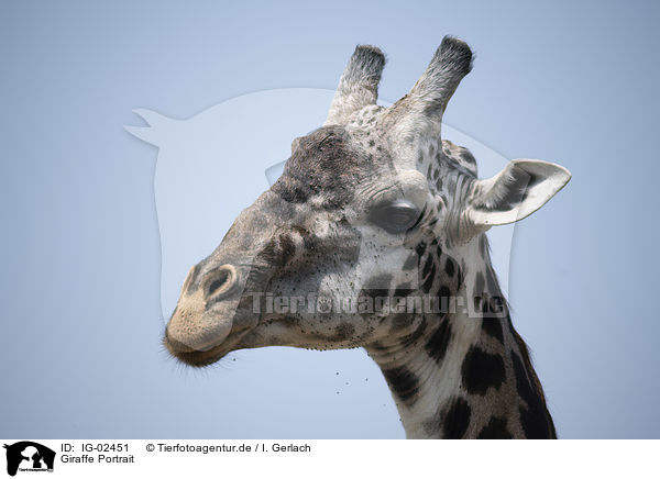 Giraffe Portrait / IG-02451