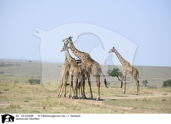 stehende Giraffen / IG-02598