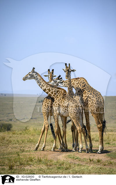 stehende Giraffen / standing Giraffes / IG-02600