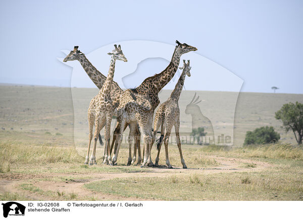 stehende Giraffen / standing Giraffes / IG-02608