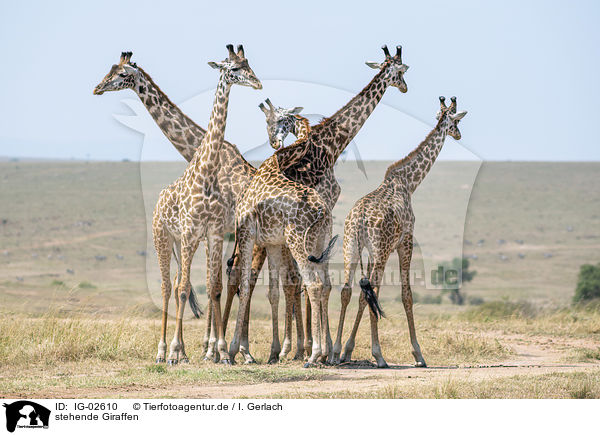 stehende Giraffen / standing Giraffes / IG-02610