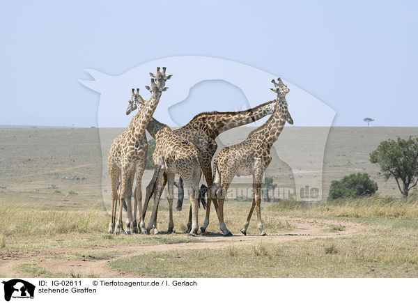 stehende Giraffen / standing Giraffes / IG-02611