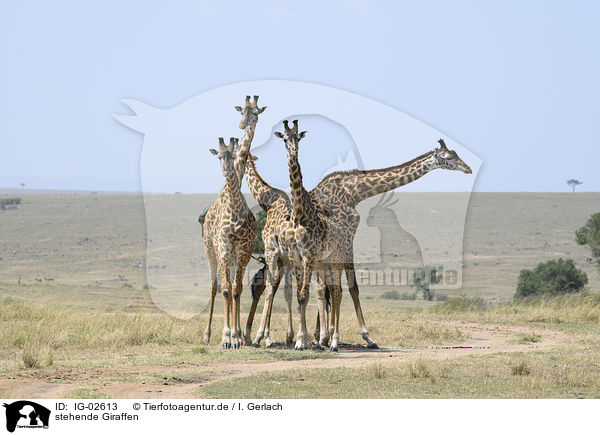 stehende Giraffen / IG-02613
