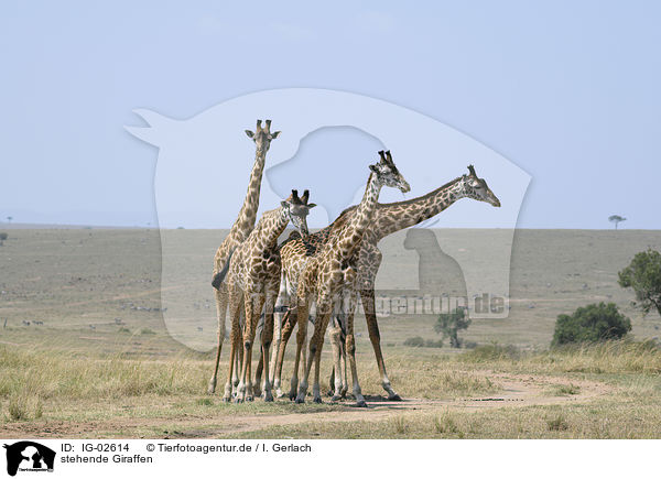 stehende Giraffen / standing Giraffes / IG-02614