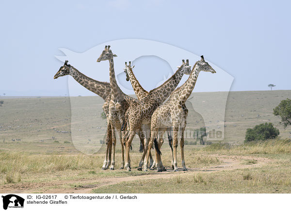 stehende Giraffen / IG-02617