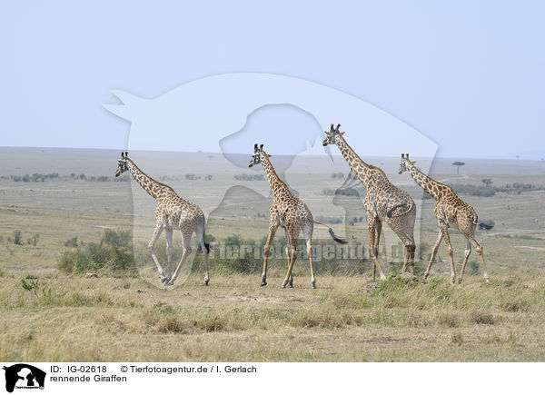 rennende Giraffen / running Giraffes / IG-02618