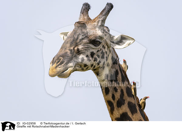 Giraffe mit Rotschnabel-Madenhacker / IG-02958
