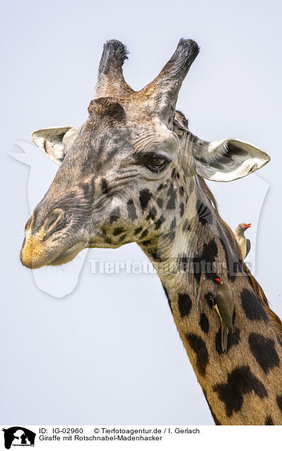 Giraffe mit Rotschnabel-Madenhacker / Giraffe with Red-billed Oxpecker / IG-02960