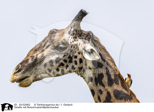 Giraffe mit Rotschnabel-Madenhacker / IG-02962