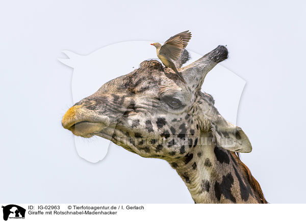 Giraffe mit Rotschnabel-Madenhacker / Giraffe with Red-billed Oxpecker / IG-02963