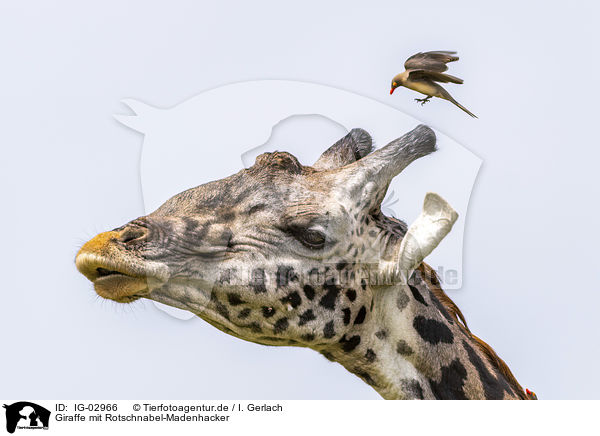 Giraffe mit Rotschnabel-Madenhacker / Giraffe with Red-billed Oxpecker / IG-02966