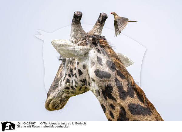 Giraffe mit Rotschnabel-Madenhacker / IG-02967