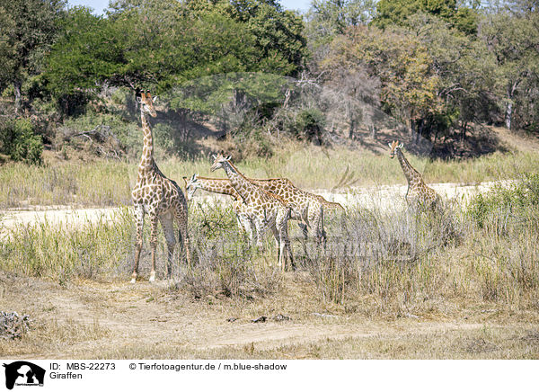 Giraffen / Giraffes / MBS-22273